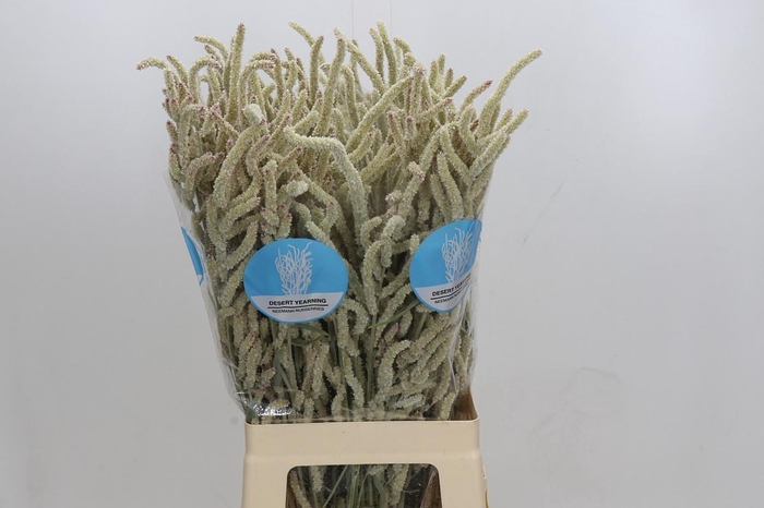 <h4>Amaranthus Yearming Desert</h4>