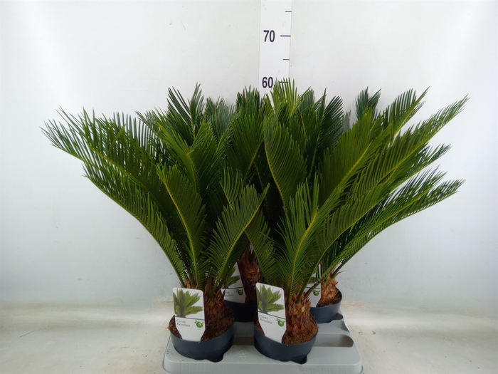 <h4>Cycas revoluta</h4>