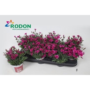 DIAN PICTURE PERFECT