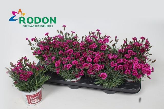 <h4>DIAN PICTURE PERFECT</h4>