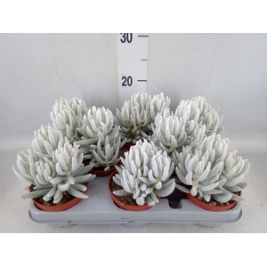Senecio   ...