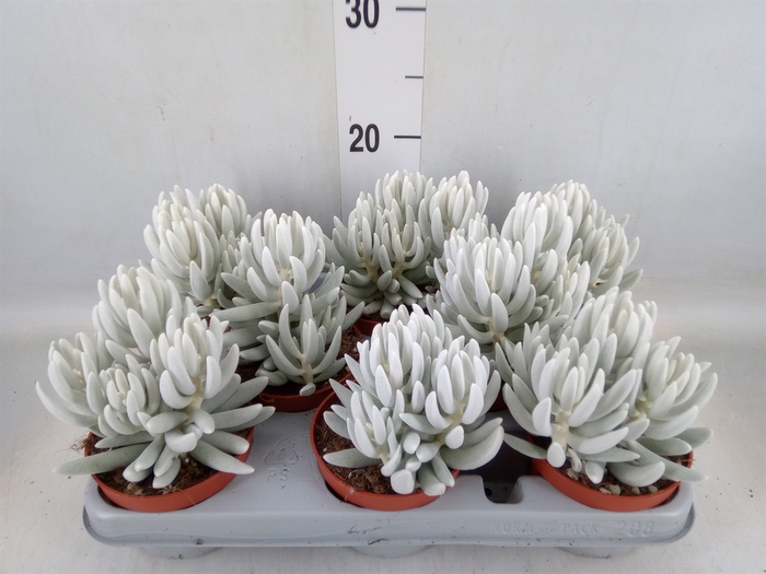 <h4>Senecio   ...</h4>