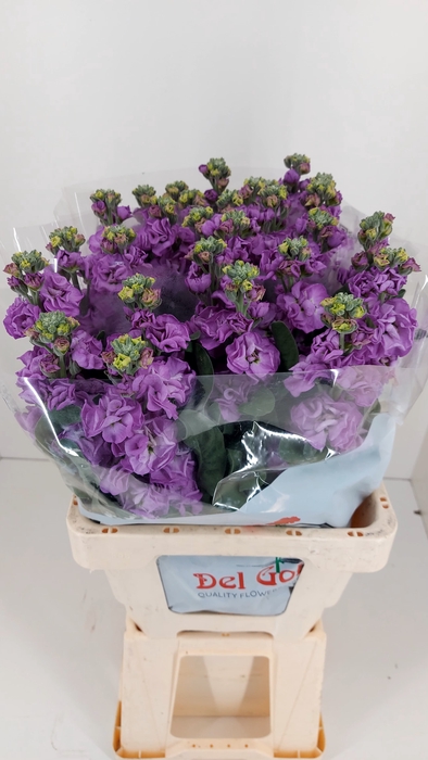 <h4>MATTH IRON JORDIN DEEP</h4>