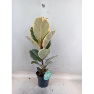 Ficus elastica 'Tineke'