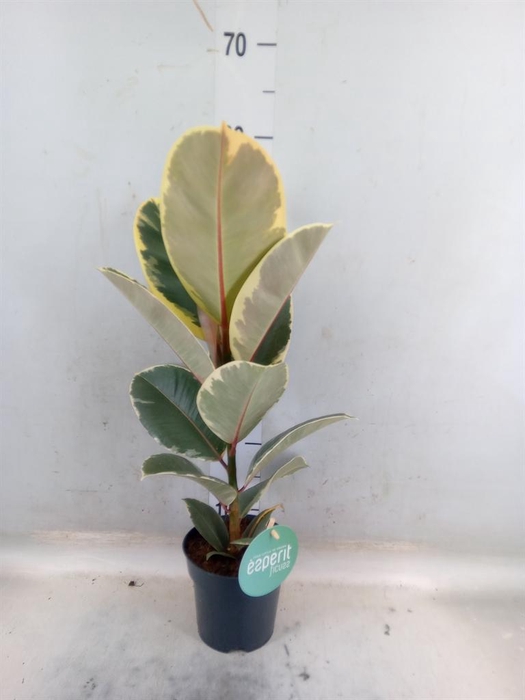 <h4>Ficus elastica 'Tineke'</h4>
