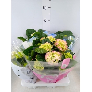 Hydrangea mac.   ...mix