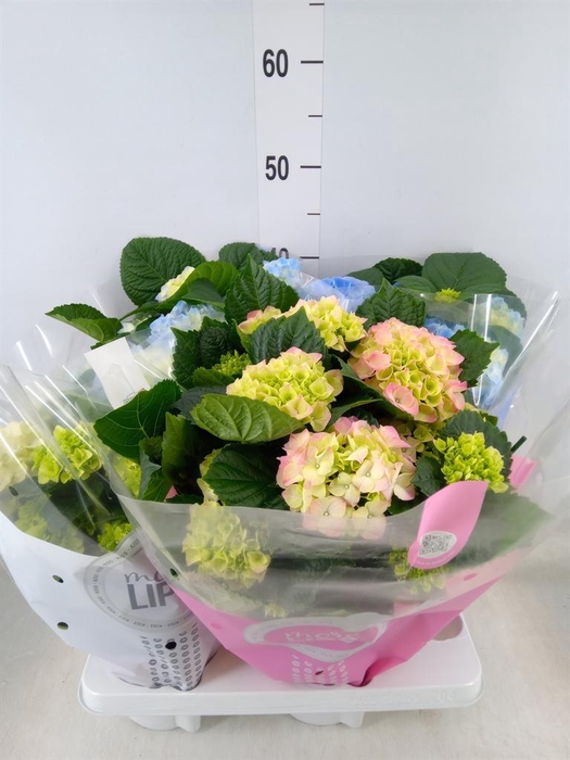 <h4>Hydrangea mac.   ...mix</h4>
