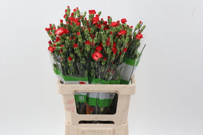 <h4>Di Lala Fanta X20</h4>