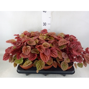 Peperomia caperata 'Quito'