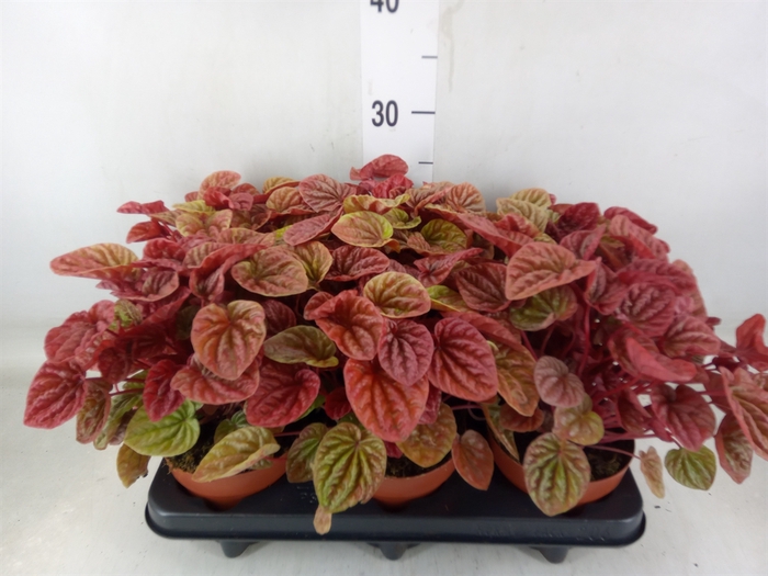 <h4>Peperomia caperata 'Quito'</h4>