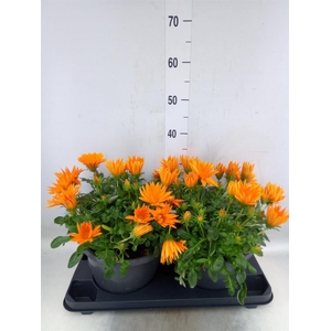 Gazania splen. 'Giant Deep Orange'