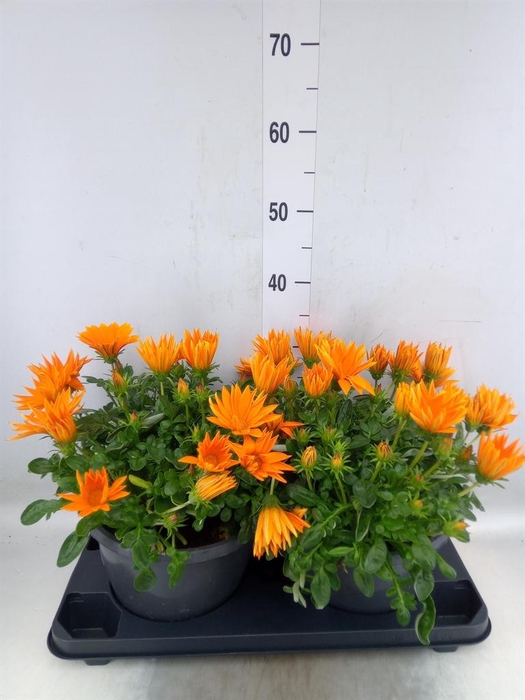 <h4>Gazania splen. 'Giant Deep Orange'</h4>