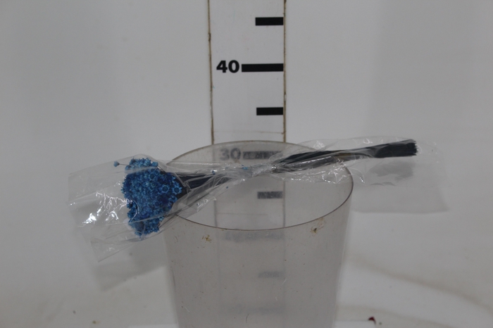 <h4>PLANTA SECA SEMPRE VIVA AZUL BEB¿</h4>