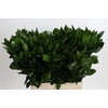 Ruscus Hypophyllum