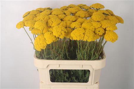 <h4>Achillea F Park Variety</h4>