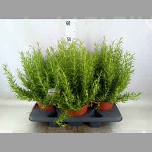 Rosmarinus officinalis   ...