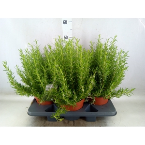 Rosmarinus officinalis   ...