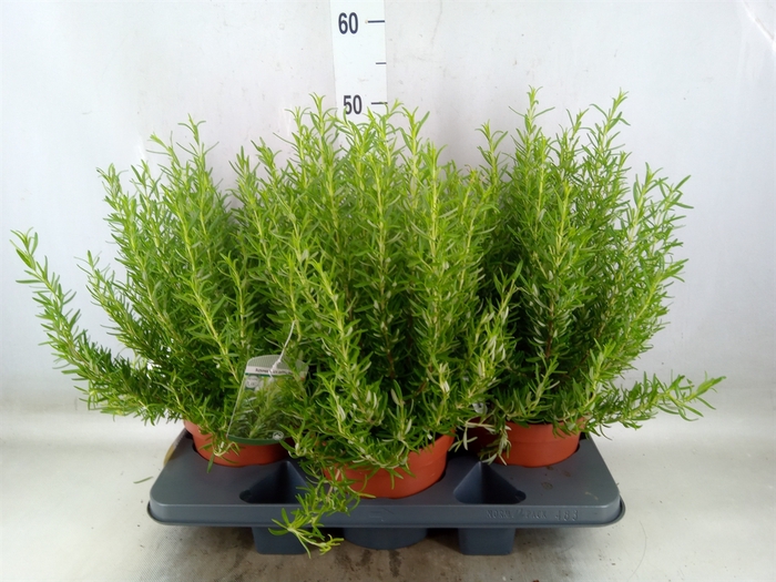 <h4>Rosmarinus officinalis   ...</h4>