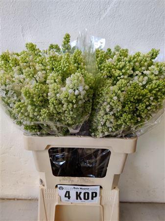 <h4>Syr V Mme Fl Stepman</h4>