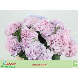 HYDR M CH LOLLYPP BL