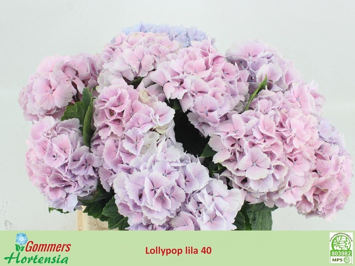 <h4>HYDR M CH LOLLYPP BL</h4>