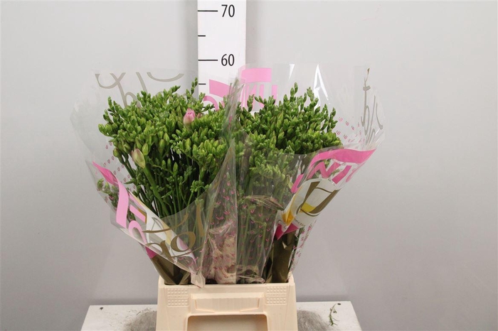 Fr Du Rosario (op Kleur!)