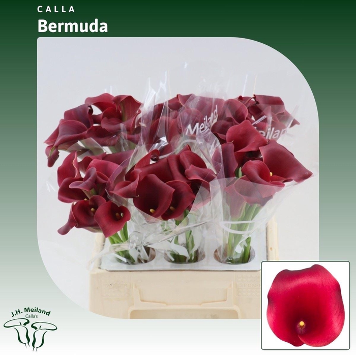 <h4>Calla Bermuda</h4>