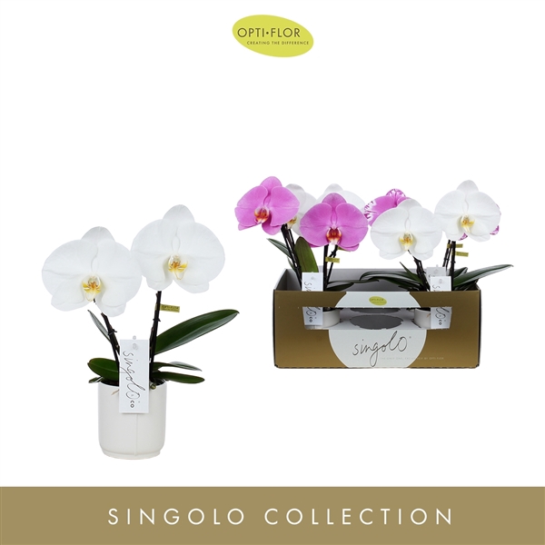 <h4>Phalaenopsis gemengd</h4>