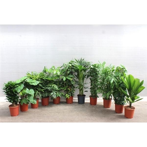 <h4>Mixkar 1424</h4>