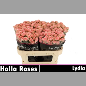 R TR LYDIA
