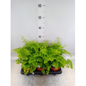 Adiantum raddi. 'Fragrans'