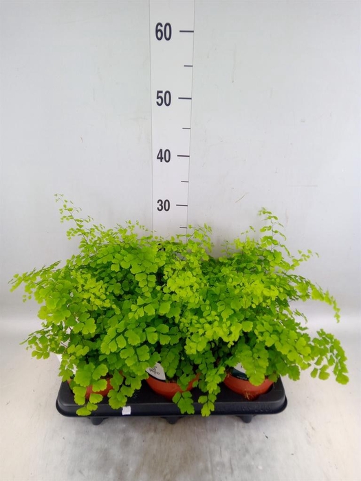 <h4>Adiantum raddi. 'Fragrans'</h4>