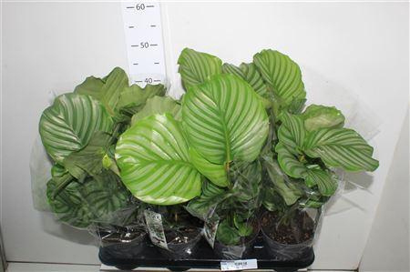 <h4>Calat Orbifolia</h4>