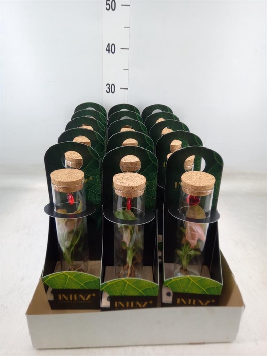 <h4>Planten  ..mix</h4>