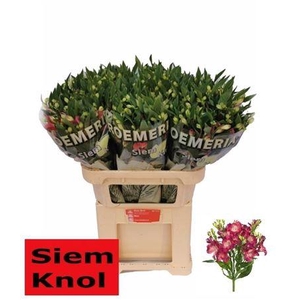 Alstroemeria Fl Noa