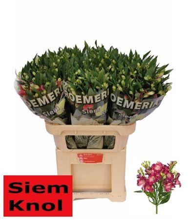 <h4>Alstroemeria Noa</h4>