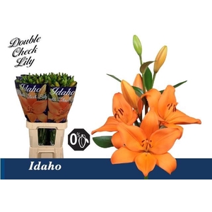 LI LA IDAHO LI LA IDAHO