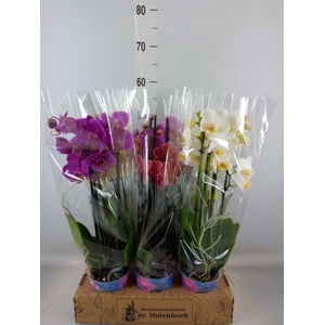 Phalaenopsis   ...mix  4