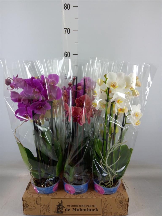 <h4>Phalaenopsis   ...mix  4</h4>