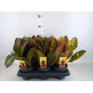 Codiaeum var. GR 'Petra'