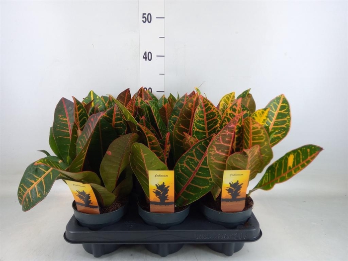 <h4>Codiaeum var. GR 'Petra'</h4>