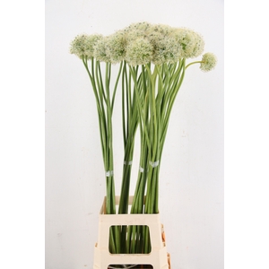 ALLIUM MOUNT EVEREST