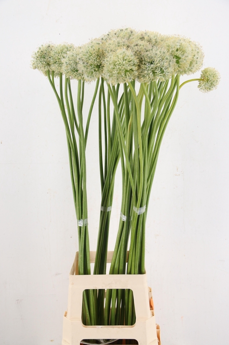 <h4>ALLIUM MOUNT EVEREST</h4>