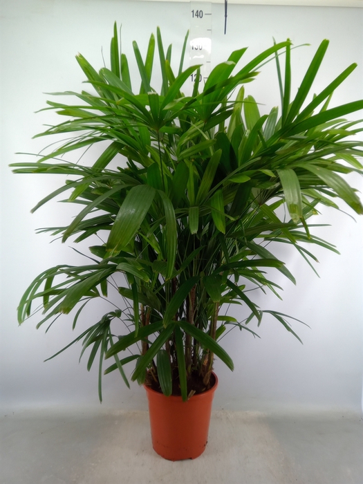 <h4>Rhapis excelsa</h4>