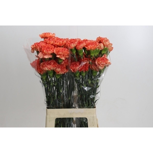 Dianthus St Kalimero