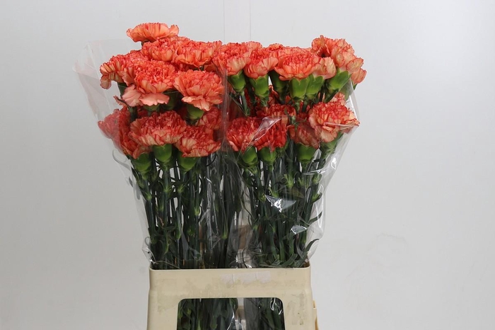 <h4>Dianthus St Kalimero</h4>