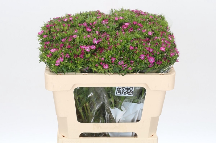 <h4>Dianthus Br Amazon Rose Magic</h4>