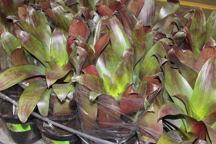 <h4>BROMELIA IMPERIAL P27 VERMELHO</h4>