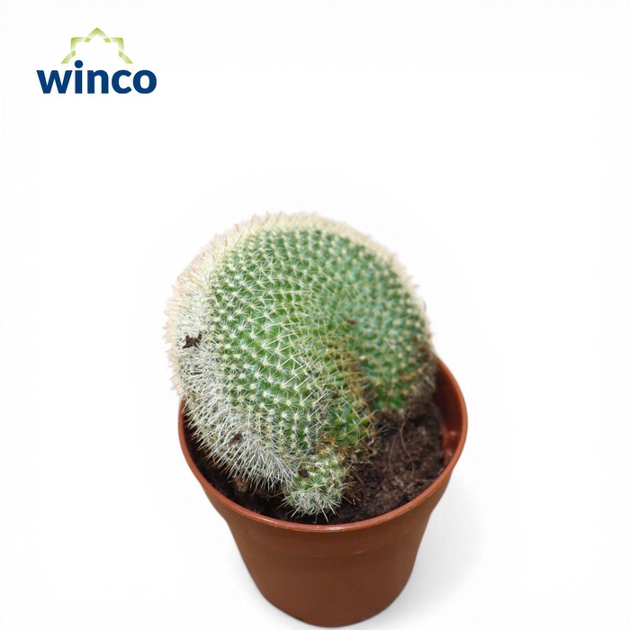 <h4>Mammillaria Spinossisima Cristata</h4>