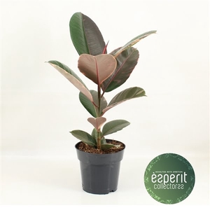 Ficus elastica Pink Camouflage®